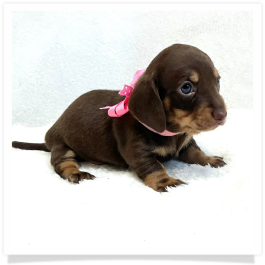 Pippa's AKC Chocolate & Cream Short Hair Female Miniature Dachshund Puppy