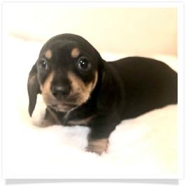 Pippa's AKC Black & Tan Short Hair Male Miniature Dachshund Puppy