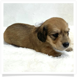 Harper's AKC Shaded Cream Longhair Female Miniature Dachshund Puppy