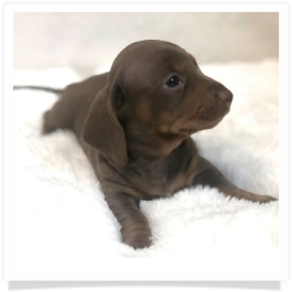 Pippa's AKC Chocolate & Tan Dapple Short Hair Female Miniature Dachshund Puppy