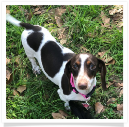 Pippa - Dachs Unlimited Little Miss Pippa - AKC Chocolate and Tan Piebald Shorthair Female Miniature Dachshund