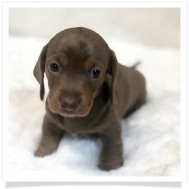 Pippa's AKC Chocolate & Tan Dapple Short Hair Female Miniature Dachshund Puppy