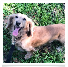 Manghams Rollin’ On the River TX Ranger - AKC English Cream Long Hair Male Miniature Dachshund