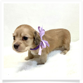 Harper's AKC Shaded Cream Longhair Female Miniature Dachshund Puppy