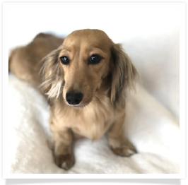 Ellie - Grand Oaks Miss Ellie May Whovier - AKC Shaded English Cream Long Hair Female Miniature Dachshund