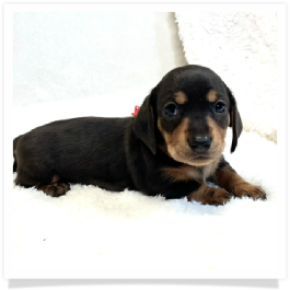 Pippa's AKC Black & Cream (Hidden Dapple) Short Hair Female Miniature Dachshund Puppy