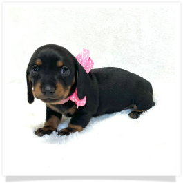 Pippa's AKC Black & Tan Short Hair Female Miniature Dachshund Puppy