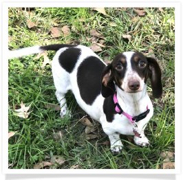 Pippa - Dachs Unlimited Little Miss Pippa - AKC Chocolate and Tan Piebald Shorthair Female Miniature Dachshund