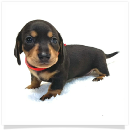 Pippa's AKC Black & Cream (Hidden Dapple) Short Hair Female Miniature Dachshund Puppy