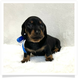 Pippa's AKC Black & Tan Short Hair Male Miniature Dachshund Puppy