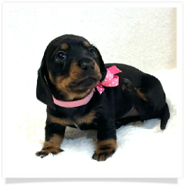 Pippa's AKC Black & Tan Short Hair Female Miniature Dachshund Puppy