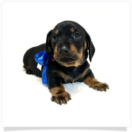 Pippa's AKC Black & Tan Short Hair Male Miniature Dachshund Puppy