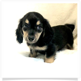Loo Loo's AKC Black & Cream Long Hair Male Miniature Dachshund Puppy