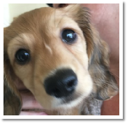 Juniper the English Cream Long Hair Female Miniature Dachshund - A Face that melts your heart 