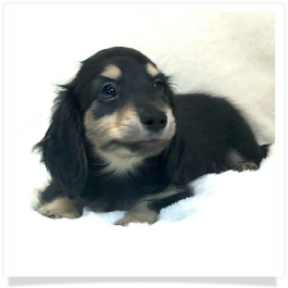 Loo Loo's AKC Black & Cream Long Hair Male Miniature Dachshund Puppy